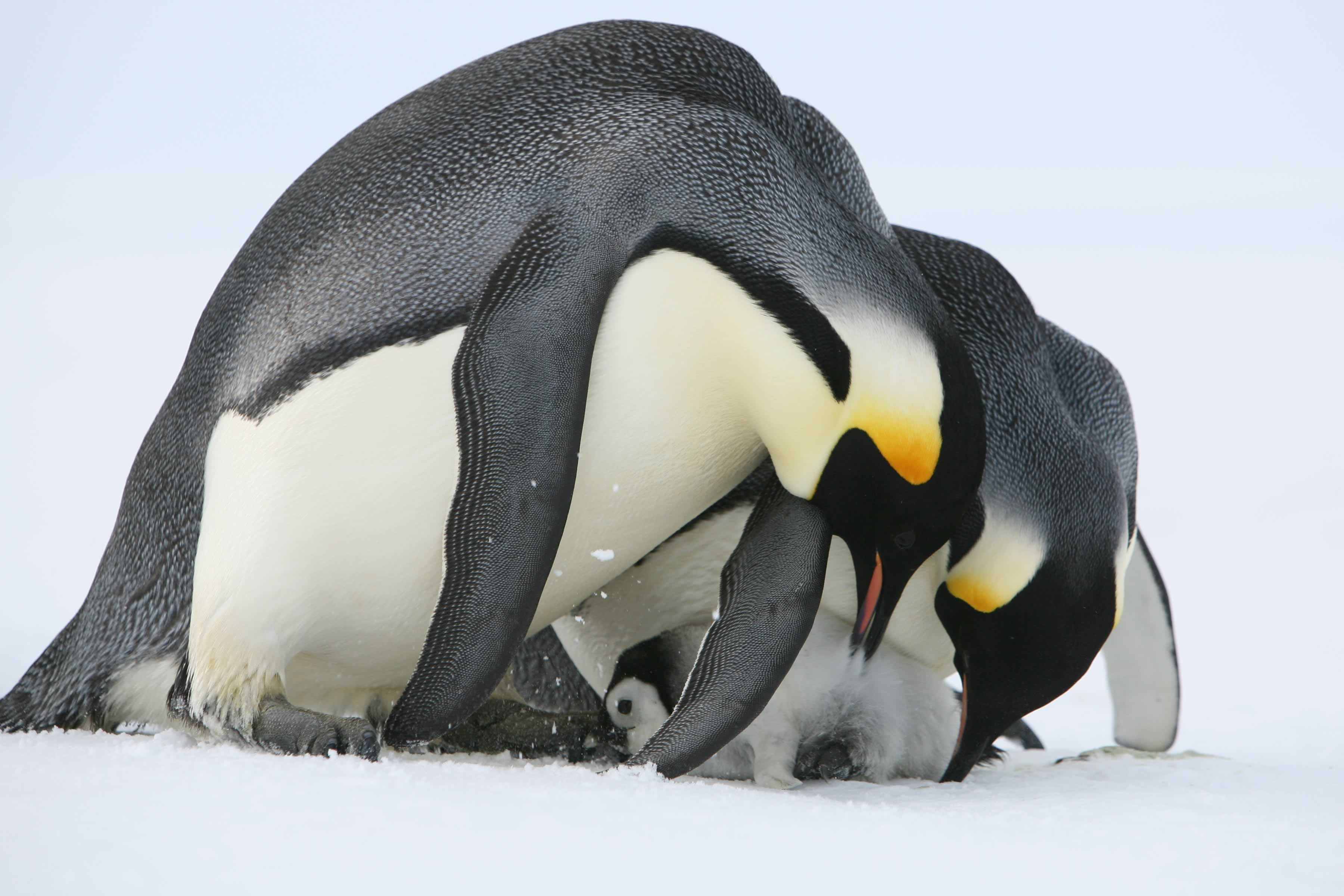 Emperor penguins at colony. Photo: Gary Miller.