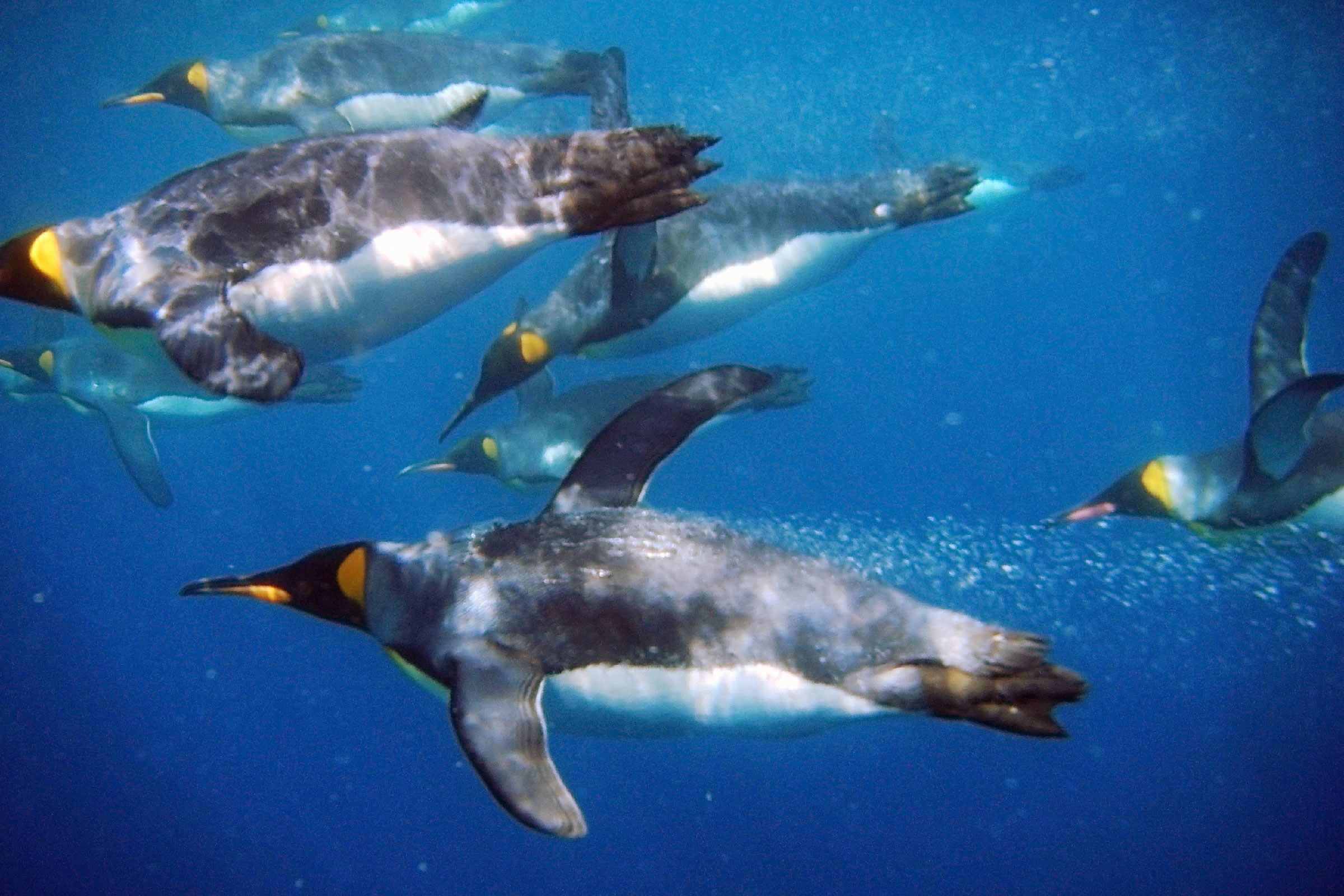 King penguins swimming underwater. Photo: James Doube.