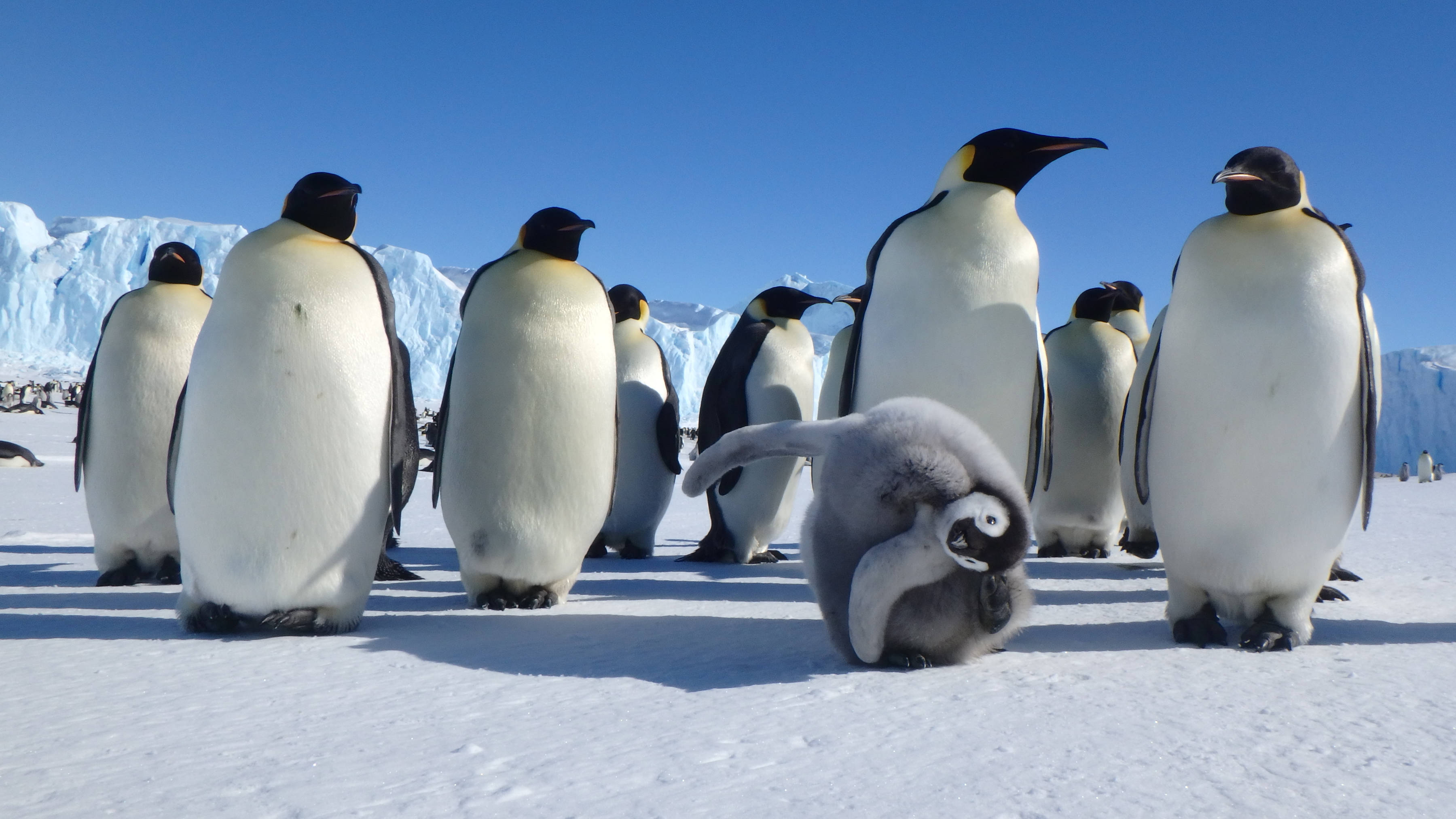 Adult emperor penguins with a chick in the foreground scratching its head at Auster Rookery, in East Antarctica. Photo: Shane Bilston.