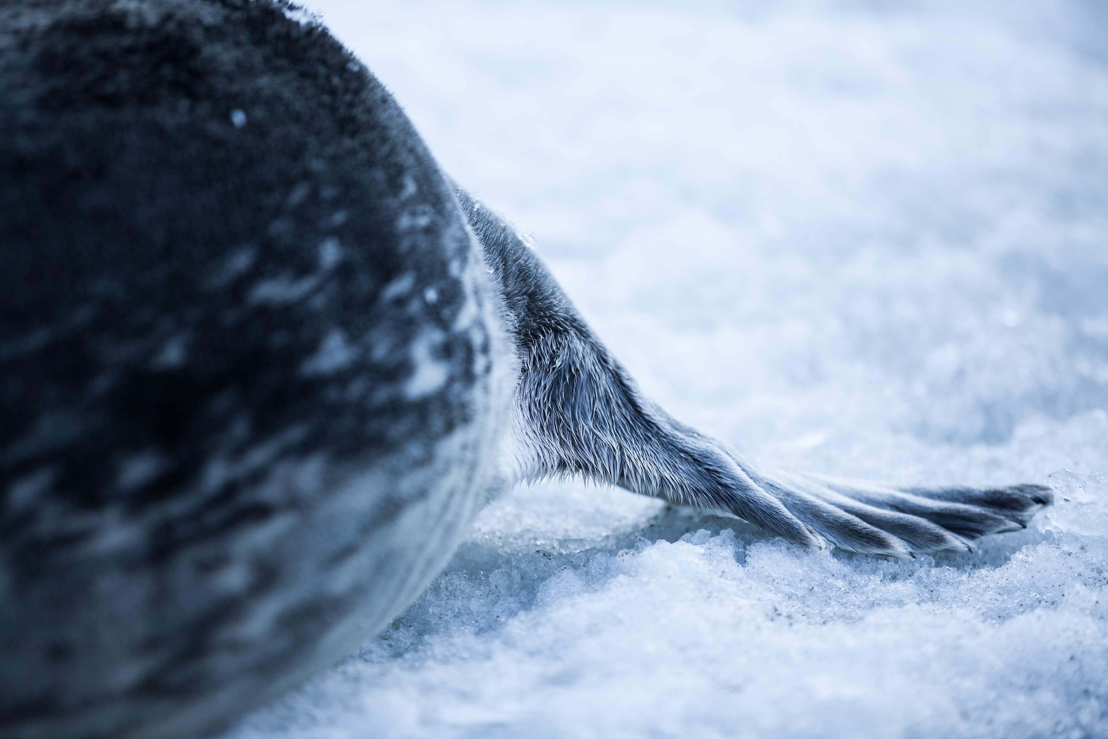 Close up of flipper of weddell seal. Photo: Charles Millen.