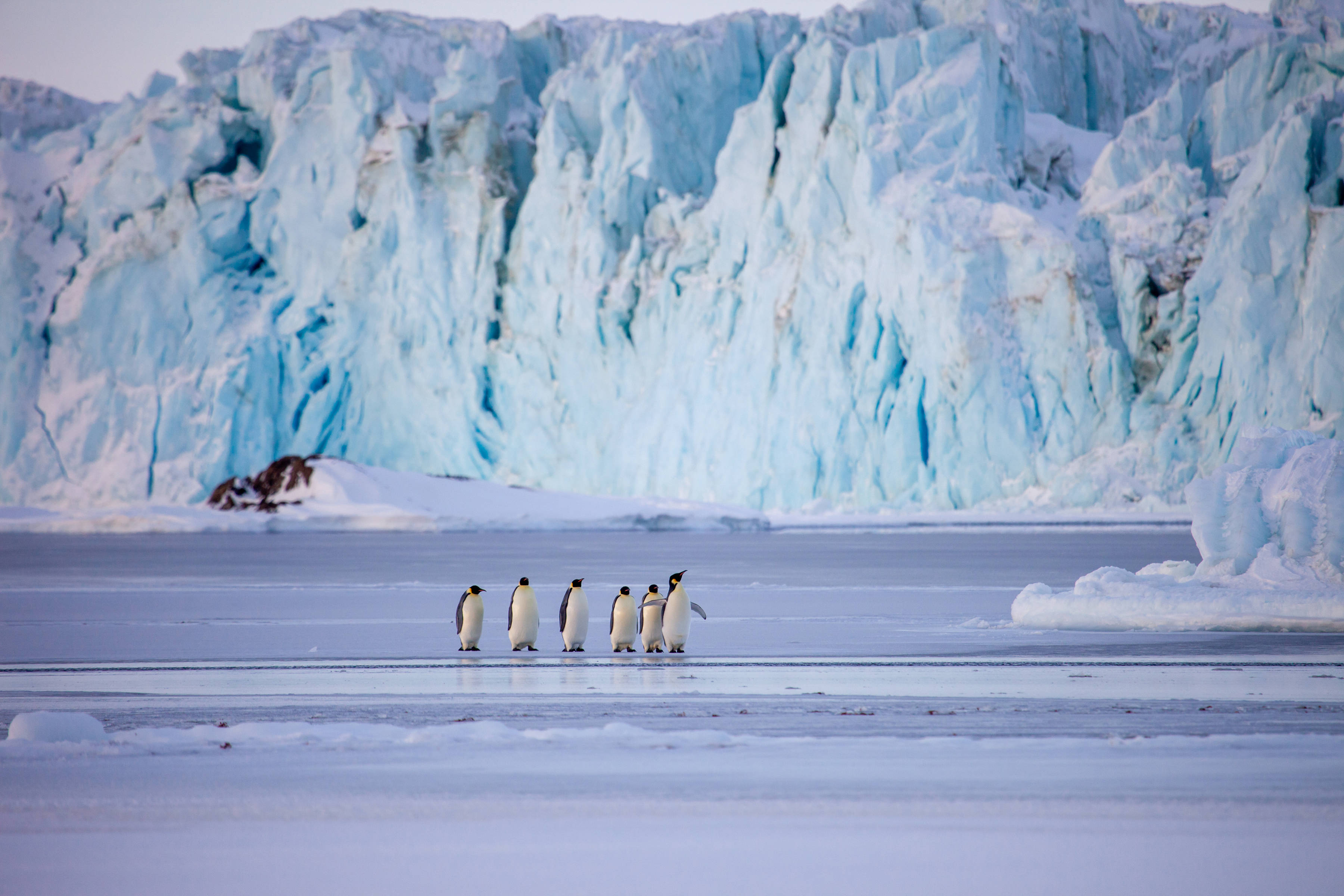 Emperor Penguins near ice cliffs at the Sorsdal Glacier in East Antarctica. Photo: Kirk Yatras.