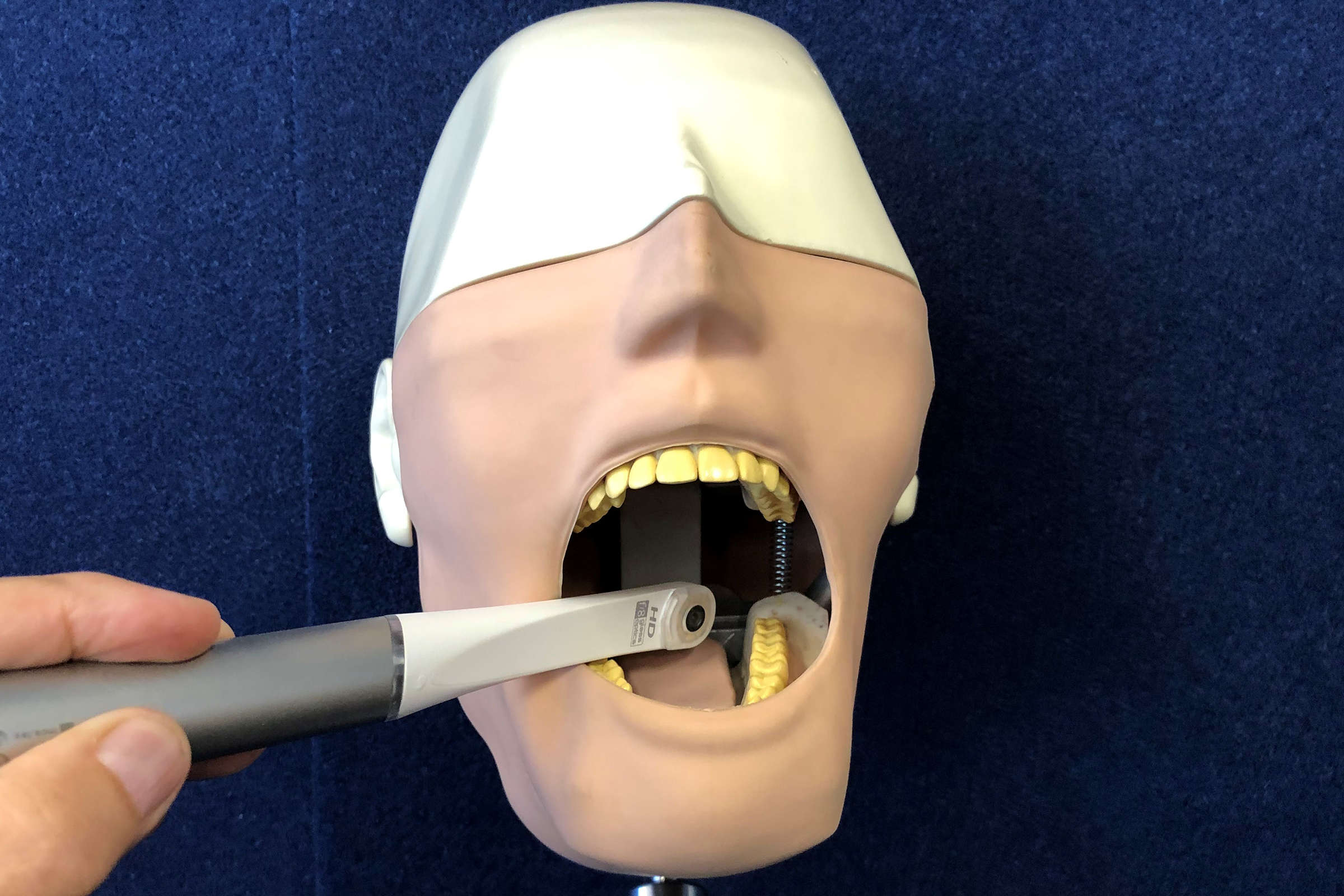 Dentistry training model.